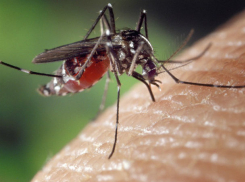 Закрывающие свет тучи зеленых комаров атаковали жителей Таганрога