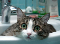 Власти пообещали включить горячую воду в домах ростовчан до 21 августа