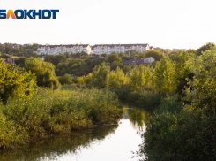 В Ростовской области стали чаще гибнуть молодые деревья из-за засухи