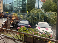 Гигантское дерево раздавило три автомобиля и оборвало провода в центре Ростова