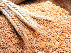 Василенко: на Дону урожай оказался в 2 раза ниже по сравнению с прошлым годом