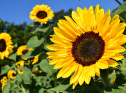В воскресенье в Ростове будет солнечно