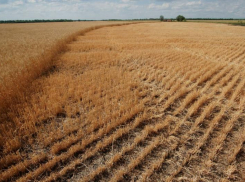 Ущерб от погодных аномалий аграриям Ростовской области оценили в 5 млрд рублей