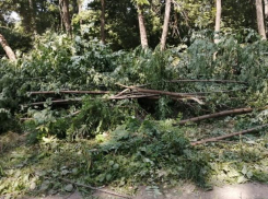 На Вересаева в Ростове ради строительства парка вырубят несколько сотен деревьев