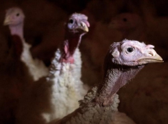 Из-за птичьего гриппа в Ростовской области решили уничтожить 180 тысяч индеек