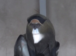 Борода обезьяны Бразза из Ростовского зоопарка признана самой роскошной среди приматов