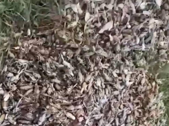 В Ростовской области обнаружили свалку мертвых раков 