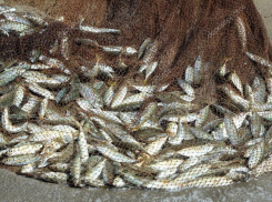 Мотоцикла, лодки и 300 тысяч рублей лишились после встречи с пограничниками рыбаки из Ростовской области