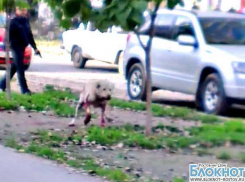 Расстрел собаки, напавшей на людей в Волгодонске, сняли на видео