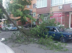 В центре Ростова дерево упало на припаркованный автомобиль и перекрыло движение