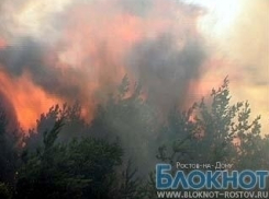 В Ростовской области горит сосновый лес