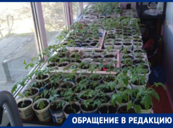 Ростовский пенсионер о запрете поездок на дачу: «Все посадки погибнут. Кто это компенсирует?»