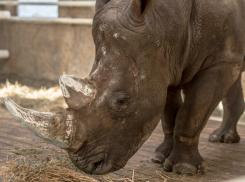 Белого носорога Теркеля из Израиля впервые покажут посетителям ростовского зоопарка