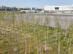 ГК «ЮгСтройИнвест» передаст городу 16 тысяч деревьев в рамках компенсационных мероприятий