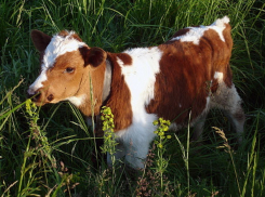В Ростовской области зарегистрирован 27-ой случай бешенства