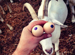 Как подготовиться к празднику и не остаться без яиц в Ростове