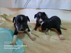 В Ростове неизвестные выбросили из машины собаку с тремя щенками