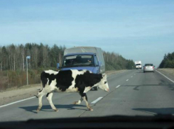 Внезапно возникшая на вечерней трассе буренка вовлекла в ДТП жителя Ростовской области