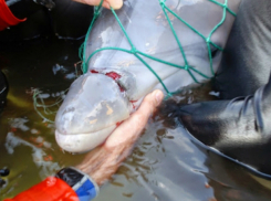 Доходный бизнес по торговле краснокнижными дельфинами организовали ростовчане в Краснодаре