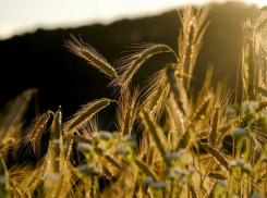 Работодатели ищут ветеринаров и агрономов: в Ростовской области выросло число вакансий в сельском хозяйстве