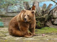 В ростовском зоопарке проснулся медведь Андрюша