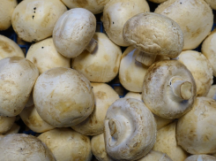 Шампиньоны стали самым популярным продуктом для заготовок в Ростове