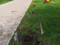 В Ростове неизвестные выкопали посаженные детьми ели в сквере имени Чуковского