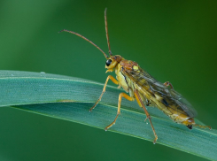 Усатый личный враг: спасаем урожай от зловредных жуков