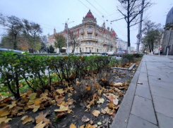 В центре Ростова так и не заменили засохшую лаванду