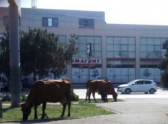 Объедающее клумбы и газон в центре города стадо коров рассмешило ростовчан