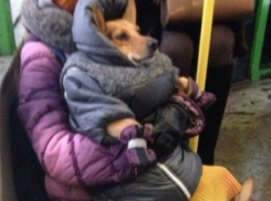 Суровый ростовский мороз вынудил рыжую собаку на коленях женщины удивить пассажиров