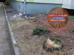 Кошки умирали за считанные минуты: жители Западного сообщили о новом массовом отравлении животных