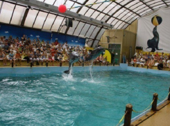 Мужчина в ростовском дельфинарии зверски избил девушку из Сочи