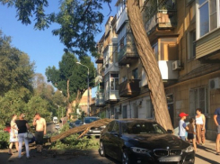 Элитную иномарку повредило упавшее дерево в Ростове