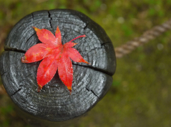 Дожди и туманы придут в Ростовскую область