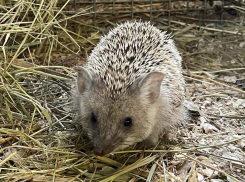 Ежи в зоопарке Ростова-на-Дону начали выходить из зимней спячки