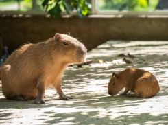 В зоопарке Ростова проведут показательные кормления капибар