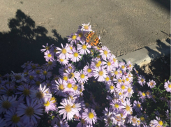 Теплый и солнечный четверг ждет ростовчан