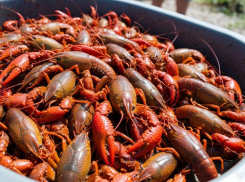 Донской рак как «Доширак»: в Ростовской области предложили продавать рака быстрого приготовления 