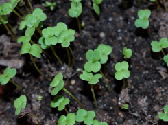Огород должен дышать: как ростовчанам правильно подготовить почву к посевному сезону