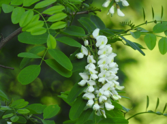 Жителю Шахт грозит семь лет колонии за вырубку 10 акаций