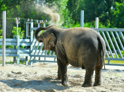 В Ростовском зоопарке слоны вышли в летний вольер
