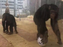 Обезьяны из Ростова сыграли свой первый футбольный матч с жестокими потерями 