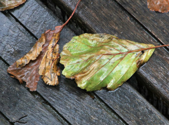 Облачная погода с небольшими дождями сохранится в четверг в Ростове