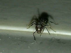 Дрессированного ручного муравья выставил на продажу предприимчивый ростовский альпинист