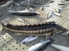 В Ростовской области обнаружили осетров промысловых размеров