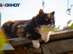 Теплый и ясный день ожидает жителей Ростова 8 июня