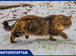 Мокрые коты, любовные надписи и листья под снегом: в Ростове пошел первый снег