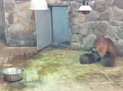 Ростовчанам предлагают выбрать имена для капибар