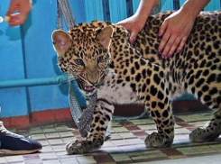 Из ростовского аэропорта вылетел леопард